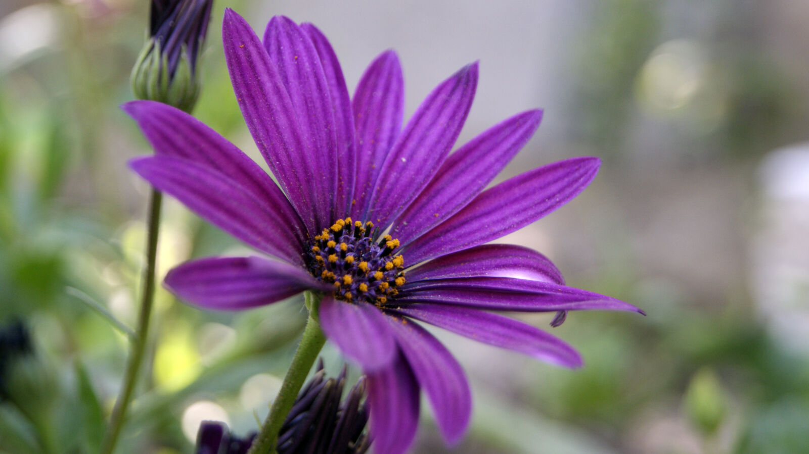 Sony Alpha DSLR-A230 sample photo. Farm, farmer, flowers, garden photography