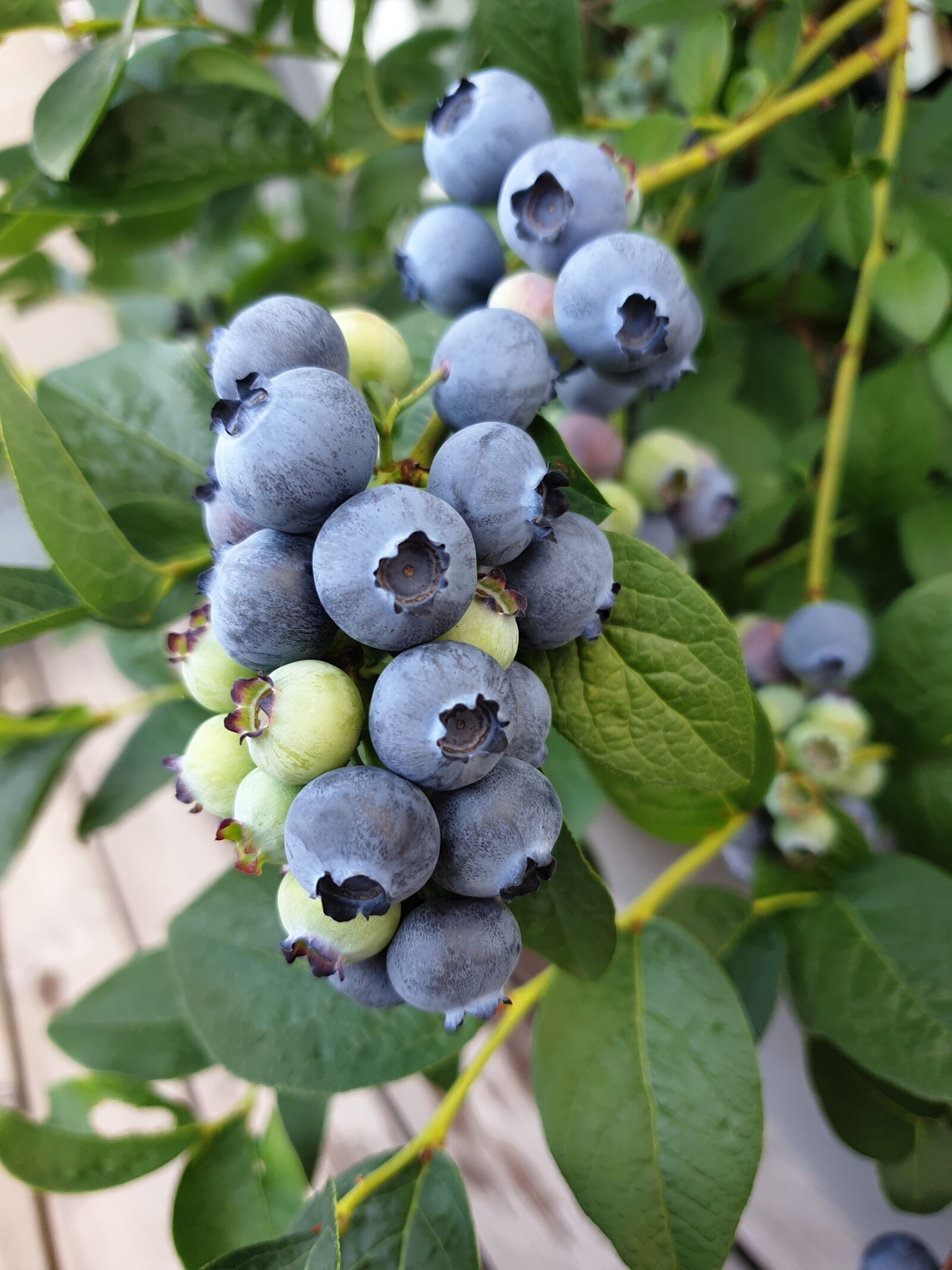 Samsung Galaxy S9 sample photo. Blueberry, blueberries, fruit photography