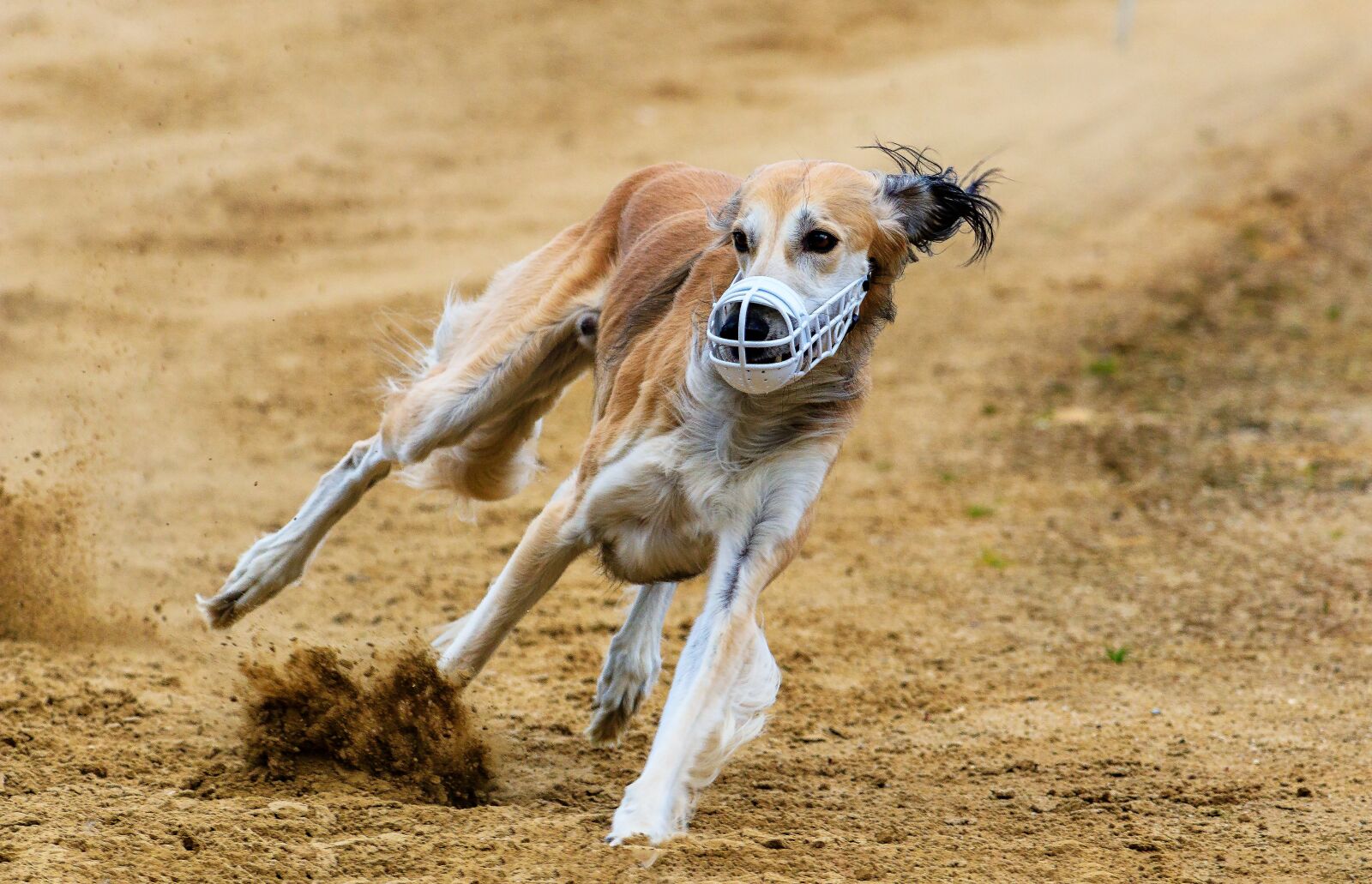 Canon EF 70-300 F4-5.6 IS II USM sample photo. Dog, runs, dog racing photography