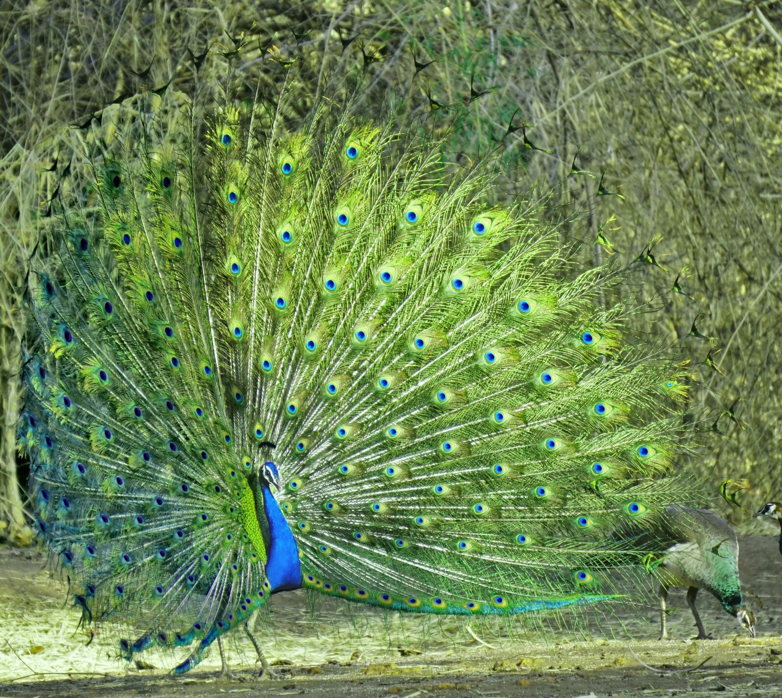 Sony a6000 sample photo. Peacock, nature, animal photography