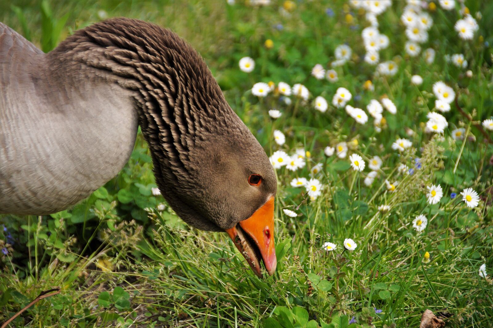 Sony SLT-A58 sample photo. Goose, large, bird photography