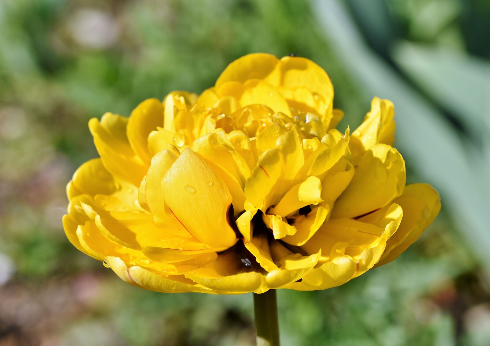 Nikon D7200 sample photo. Tulip, tulip field, blossom photography
