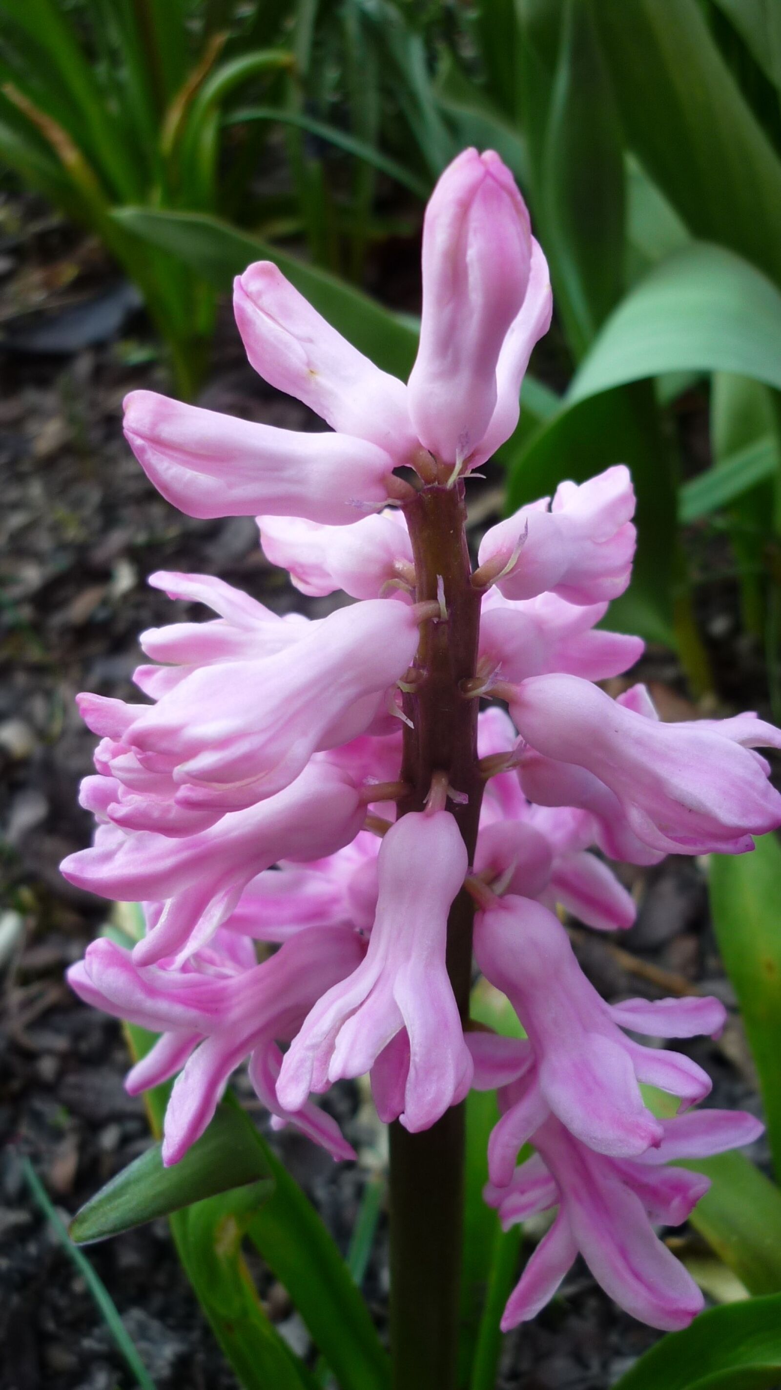 Panasonic Lumix DMC-FS6 sample photo. Spring flower, hyacinth, blossom photography