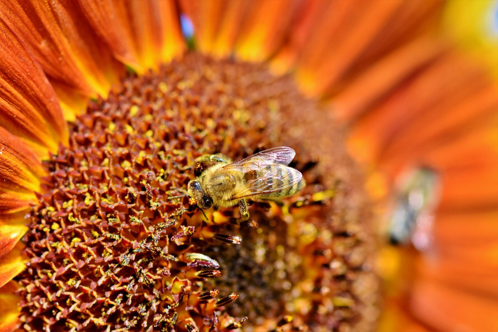 Nikon D7200 sample photo. Sunflower, bee, insect photography