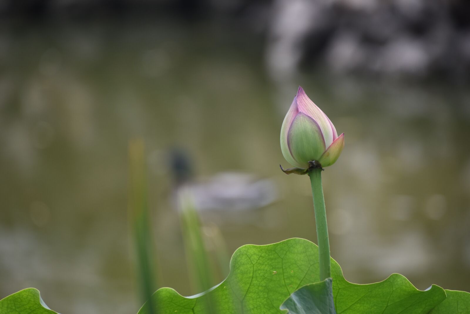 Nikon D7200 sample photo. Lotus, mandarin duck, beijing photography