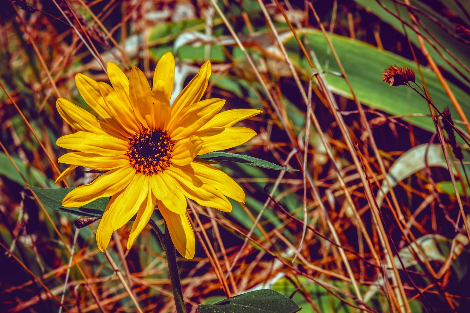 Fujifilm XF 55-200mm F3.5-4.8 R LM OIS sample photo. Sunflower, helianthus, small sun photography