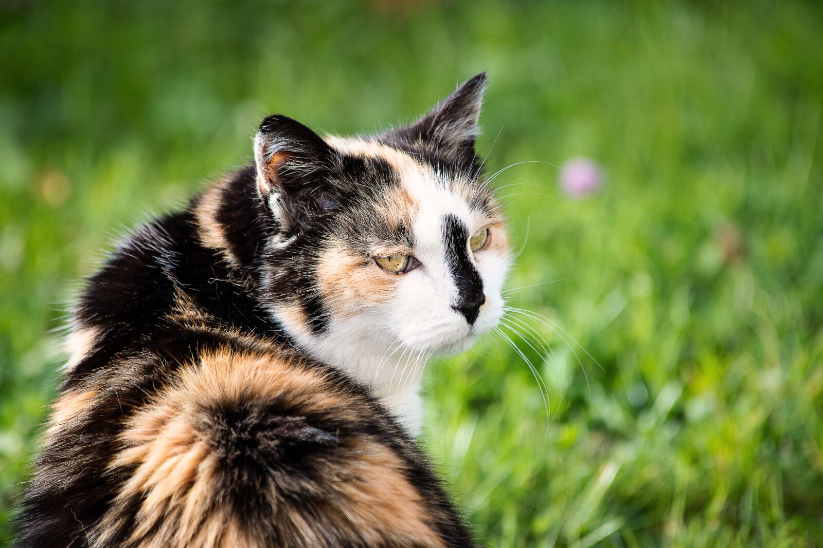 Canon EF 70-300mm F4-5.6 IS USM sample photo. Cat, mammal, animal photography
