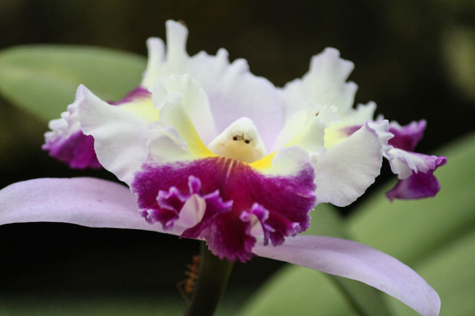 Canon EOS 700D (EOS Rebel T5i / EOS Kiss X7i) sample photo. Flowers, nature, photography, orchids photography