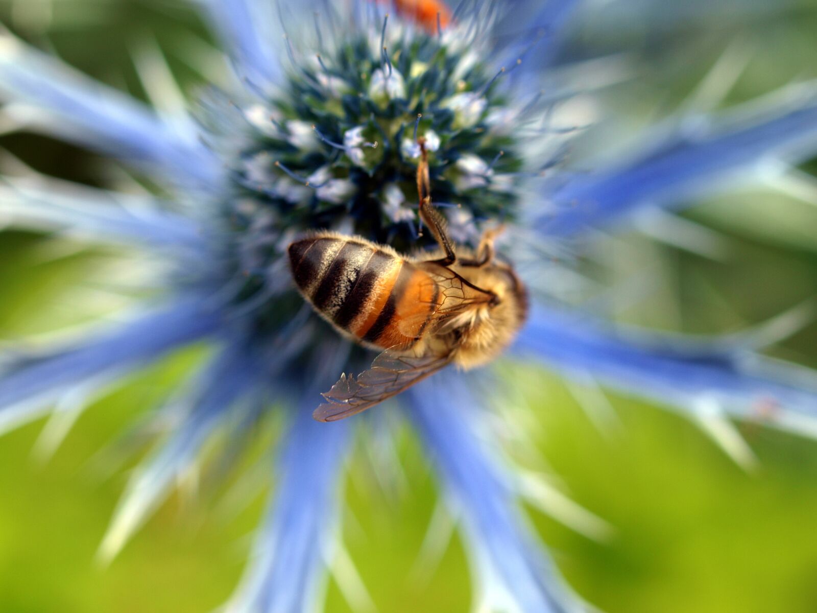 Olympus E-520 (EVOLT E-520) sample photo. Flower, insect, fly photography