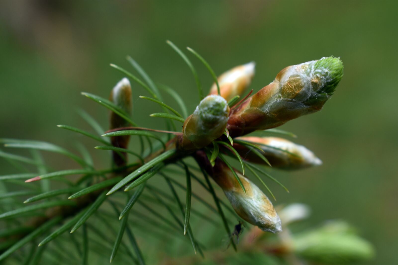 Nikon D3400 sample photo. Pak, spring, pine photography
