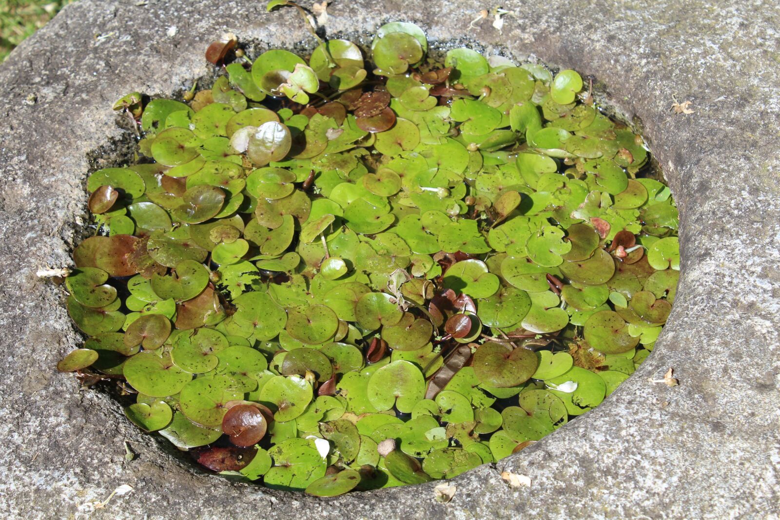 Canon EOS 1200D (EOS Rebel T5 / EOS Kiss X70 / EOS Hi) sample photo. Waterlilies, aquatic plants, leaves photography