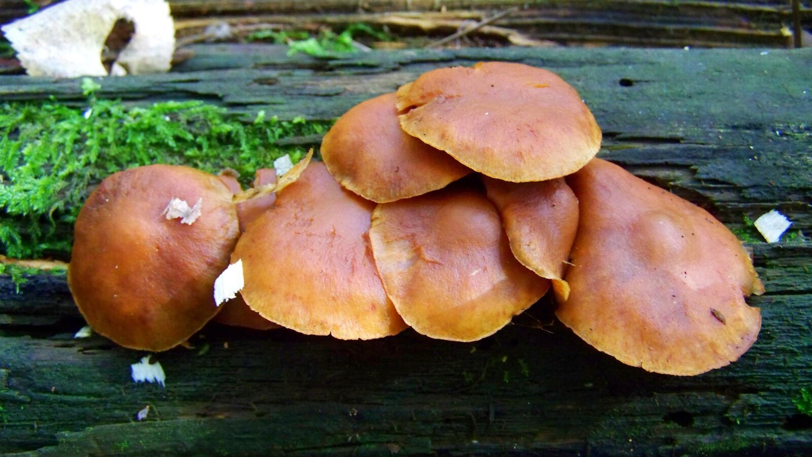 Kodak EASYSHARE ZD710 ZOOM DIGITAL CAMERA sample photo. Billet mushrooms, brown mushroom photography