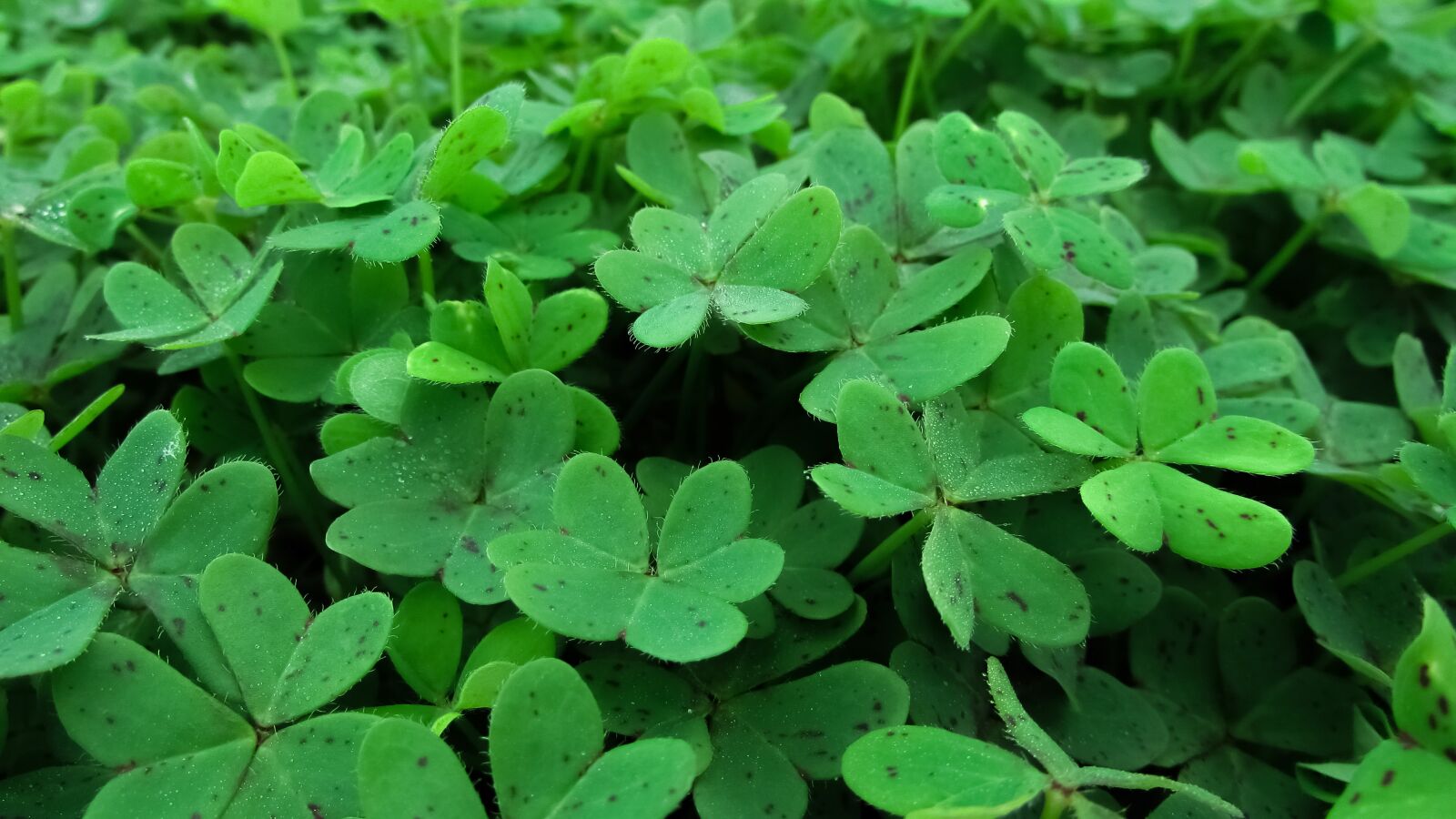 Canon PowerShot SX400 IS sample photo. Shamrock, plant, leaf photography