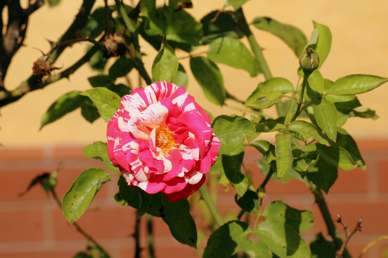 Canon EOS 1200D (EOS Rebel T5 / EOS Kiss X70 / EOS Hi) sample photo. Rose, flower, plant photography