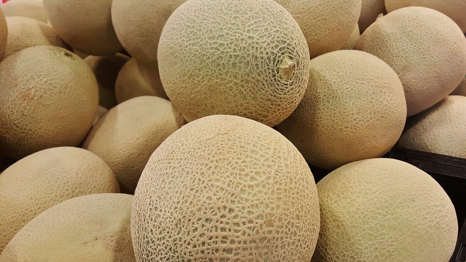 Samsung Galaxy Note5 sample photo. Melon, cantaloupe, canteloupe photography