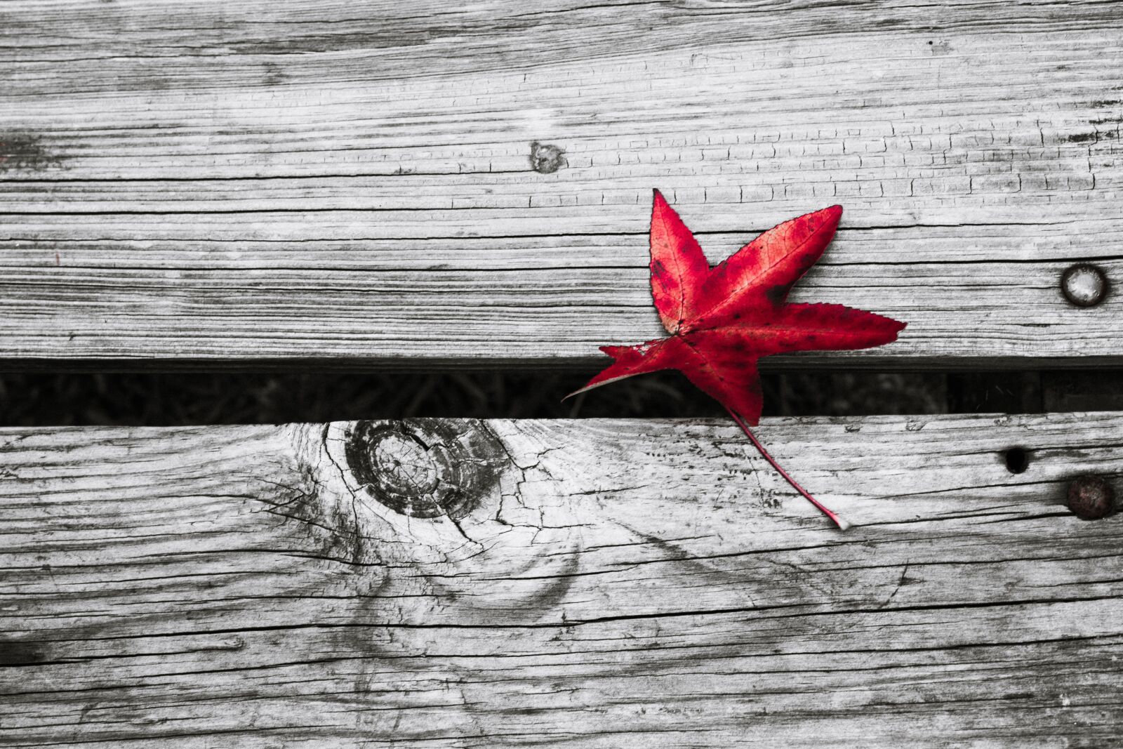 Canon EF-S 18-55mm F3.5-5.6 IS sample photo. Fall, leaf, red photography
