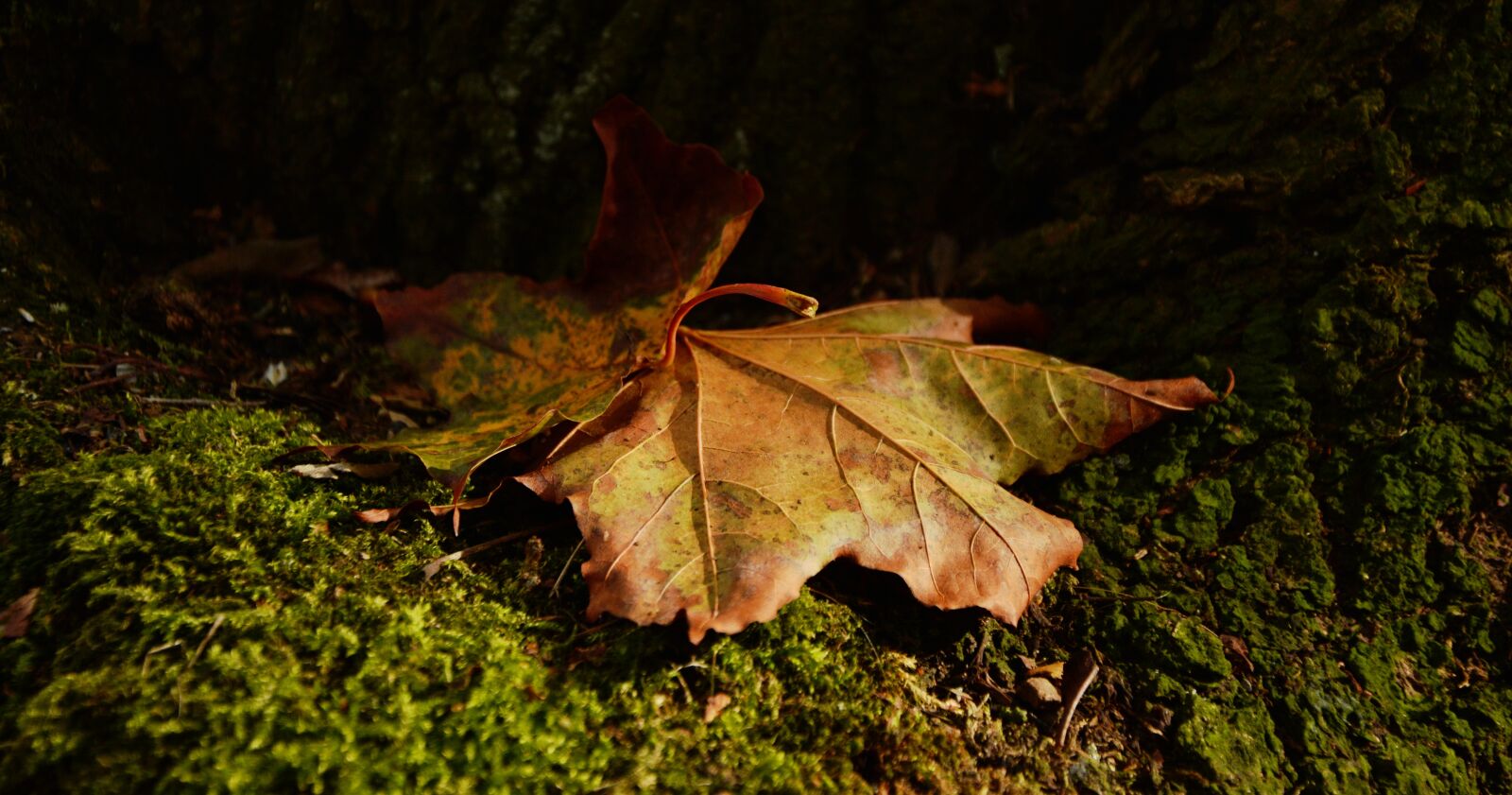 Nikon D5200 sample photo. Leaf, autumn, light shadow photography