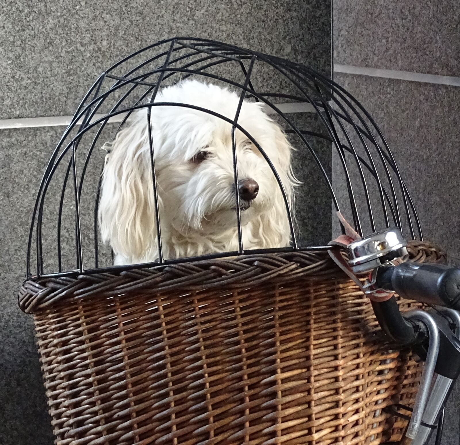 Sony Cyber-shot DSC-HX400V sample photo. Dog, animal, pet photography