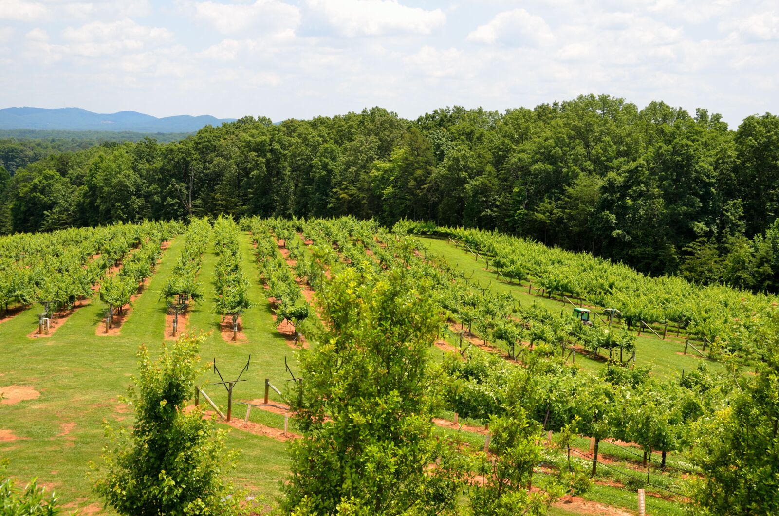 Nikon D7000 sample photo. Vineyard, winery, landscape photography