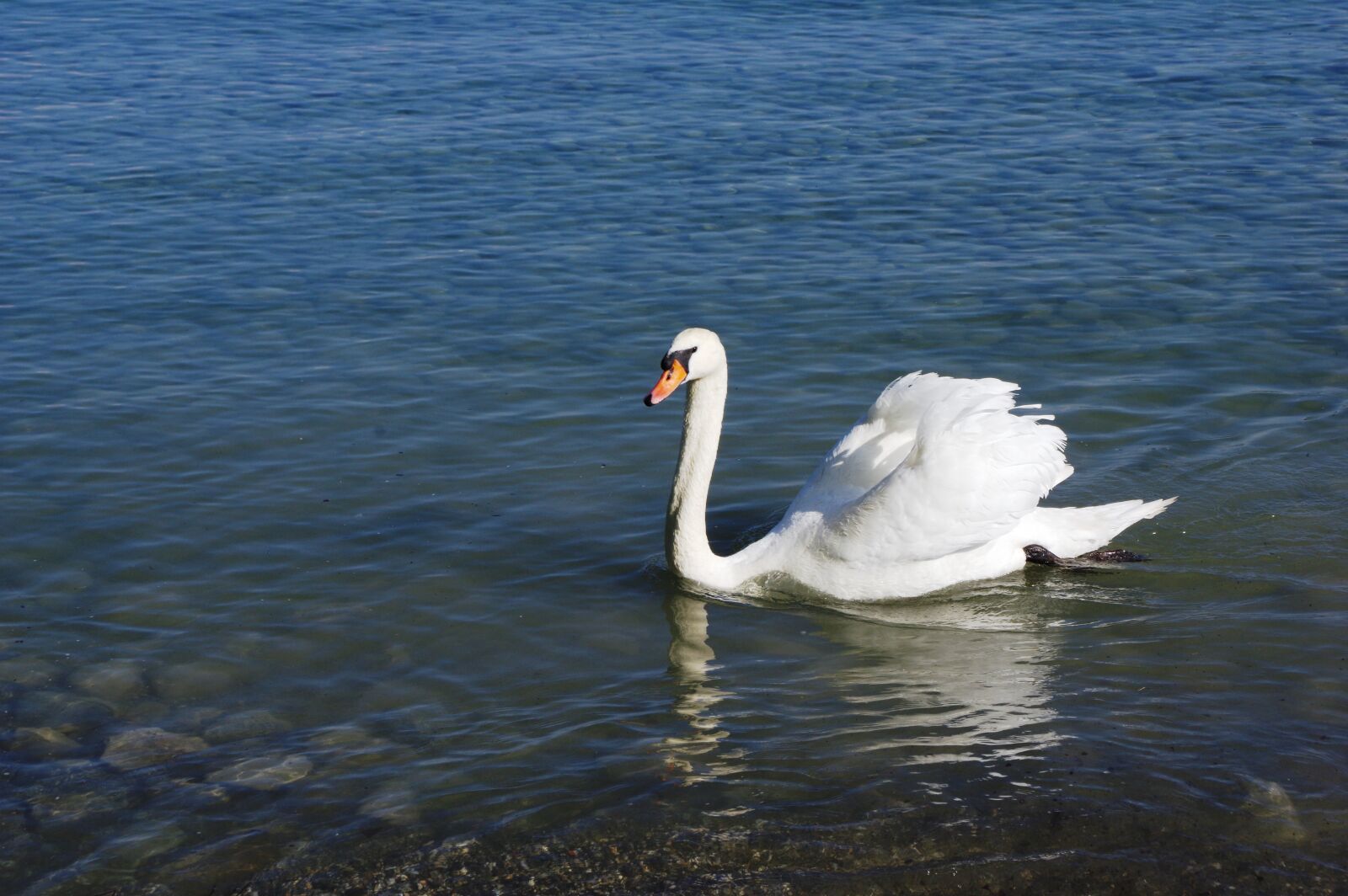 Pentax K-3 sample photo. Swan, lake, water photography