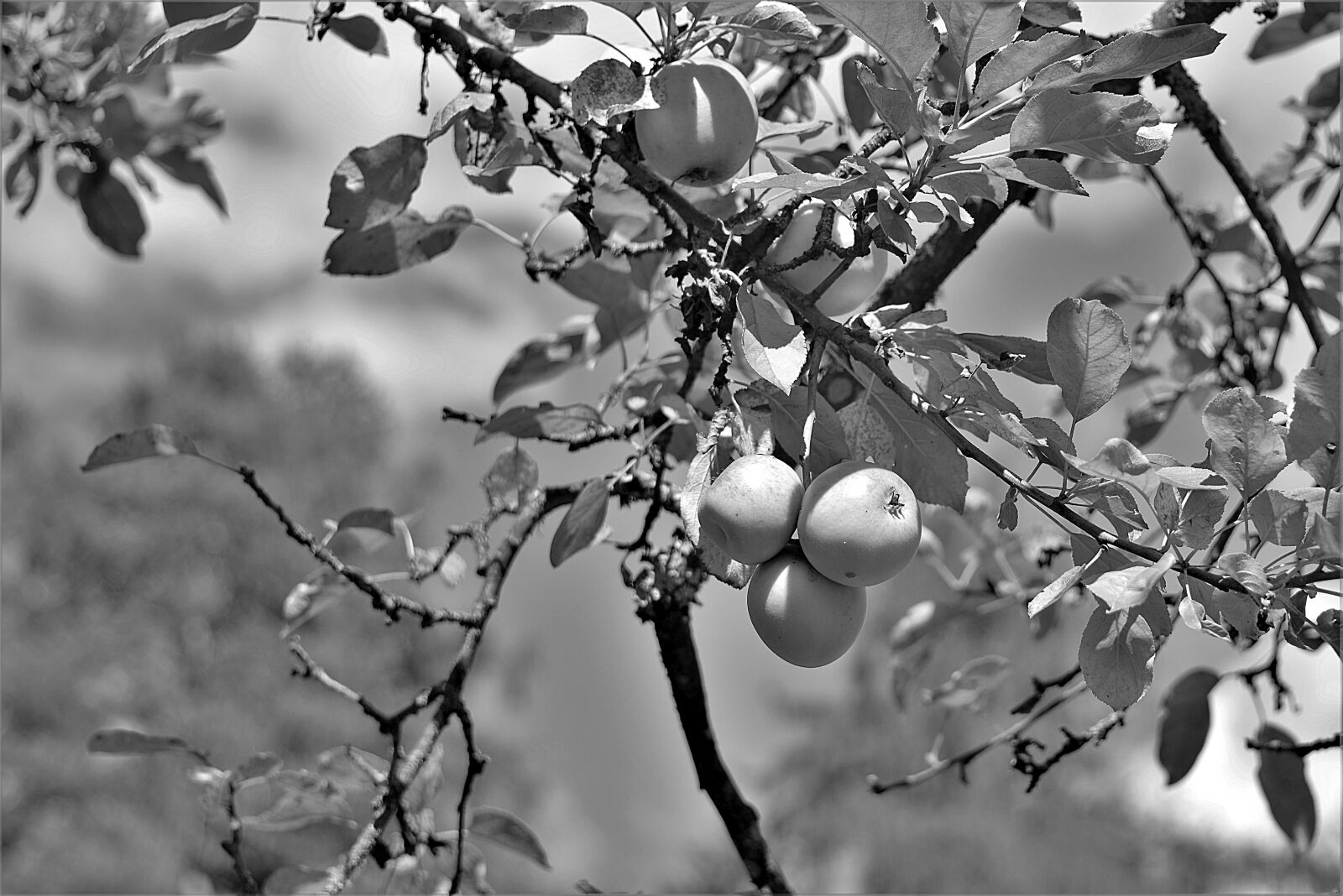 Nikon D610 sample photo. Apple, apple tree, s photography