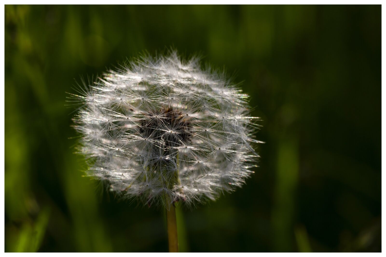 Canon EOS 7D + Canon EF-S 55-250mm F4-5.6 IS STM sample photo. Flower, seeds, dandelions photography