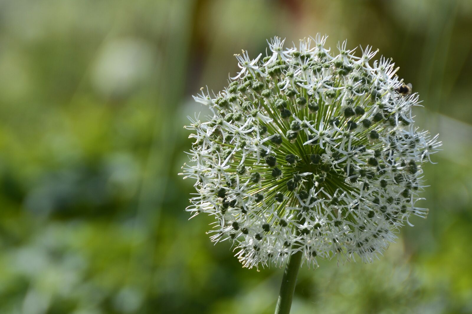 Nikon D7100 sample photo. Ornamental onion, white, blossom photography