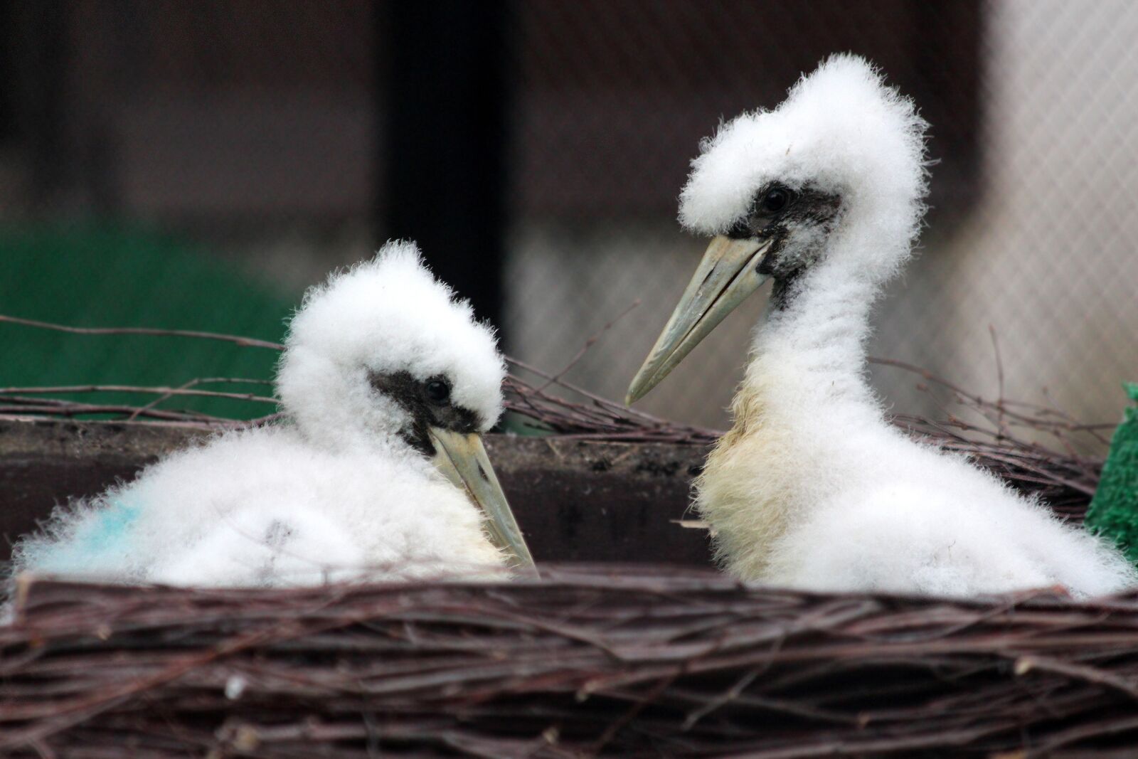 Canon EOS 650D (EOS Rebel T4i / EOS Kiss X6i) sample photo. Chicks, heron, birds photography