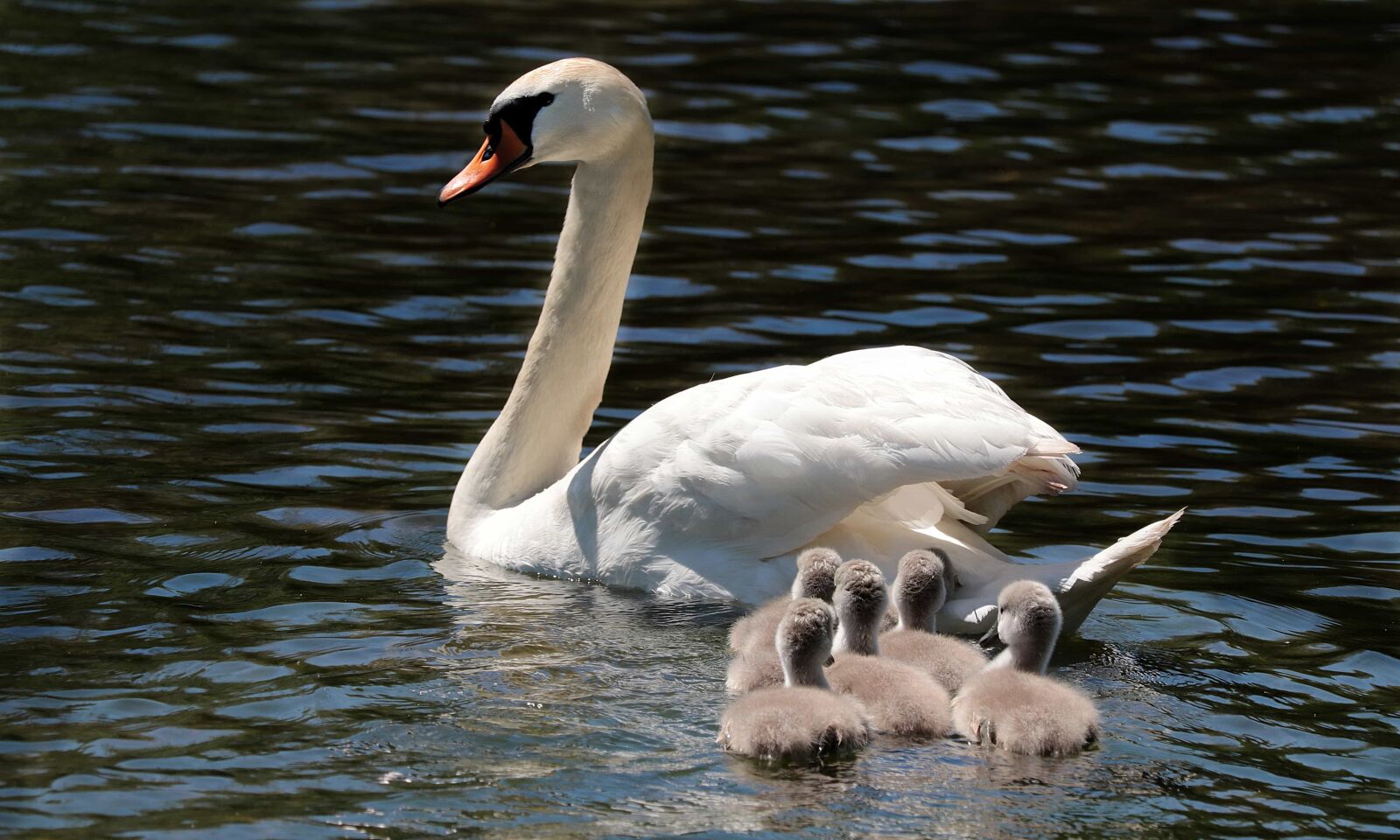 Canon EOS 80D sample photo. Goose, pace, water, young photography