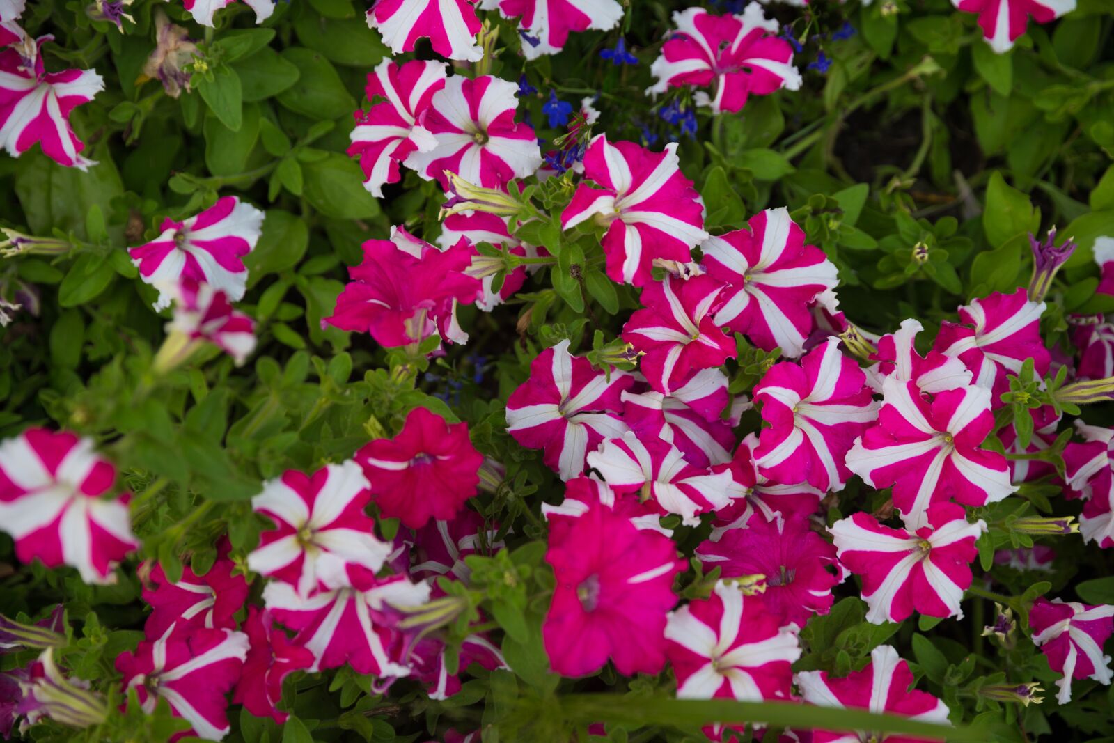 Canon EOS-1D X sample photo. Colorful purple, blue, green photography