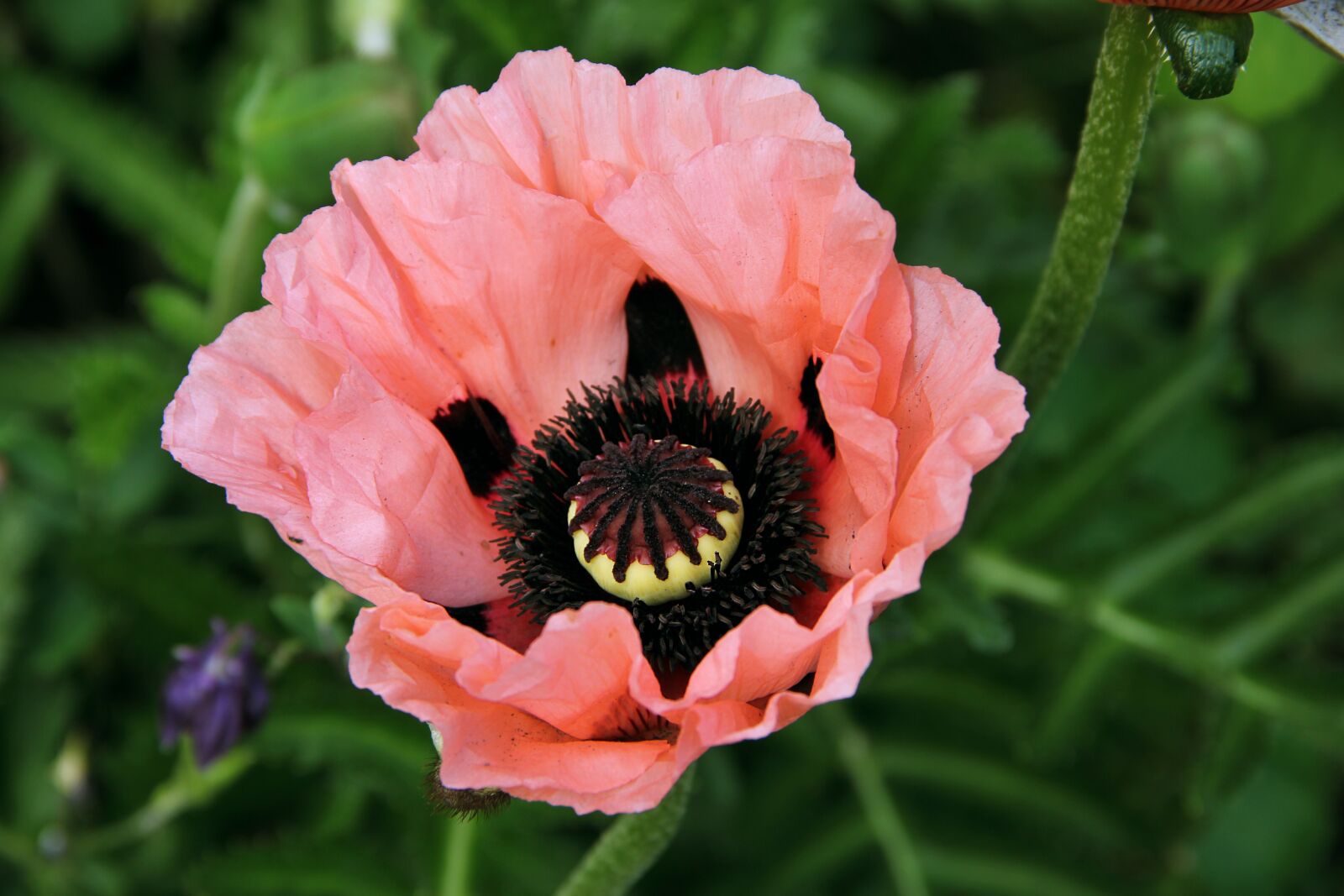 Canon EOS 550D (EOS Rebel T2i / EOS Kiss X4) sample photo. Flower, poppy, nature photography