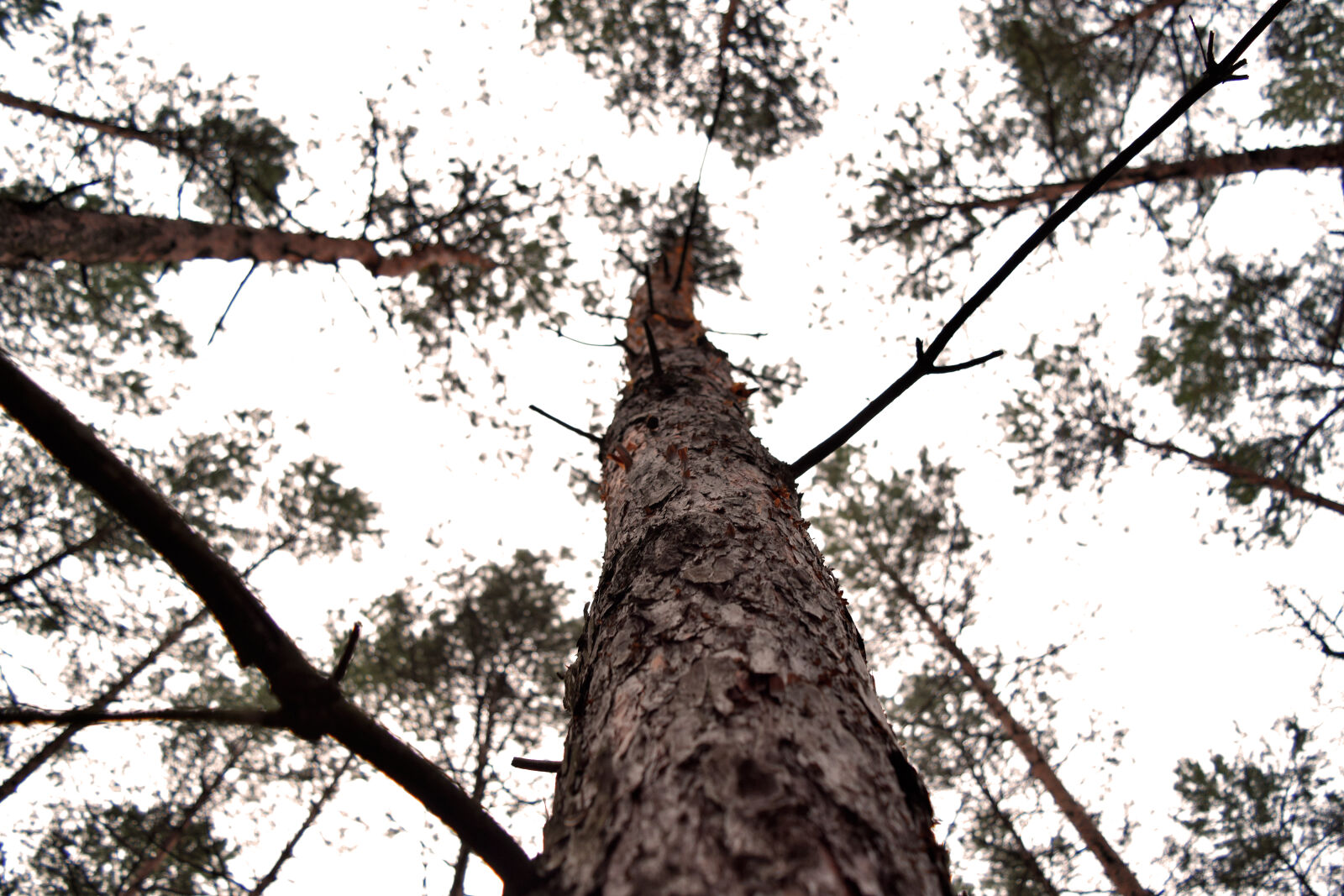 Nikon D3300 sample photo. Look, nature, sky, tree photography