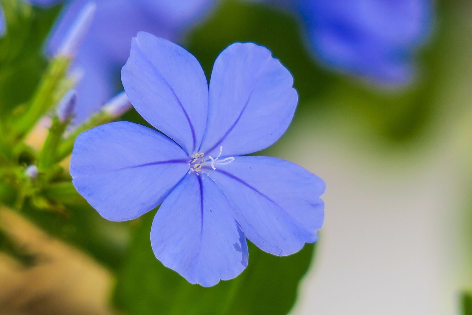 Canon PowerShot G3 X sample photo. Blue flower dan, flower photography