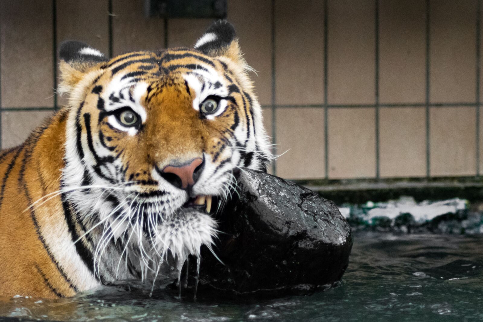 Nikon D5300 sample photo. Tiger, predator, big cat photography
