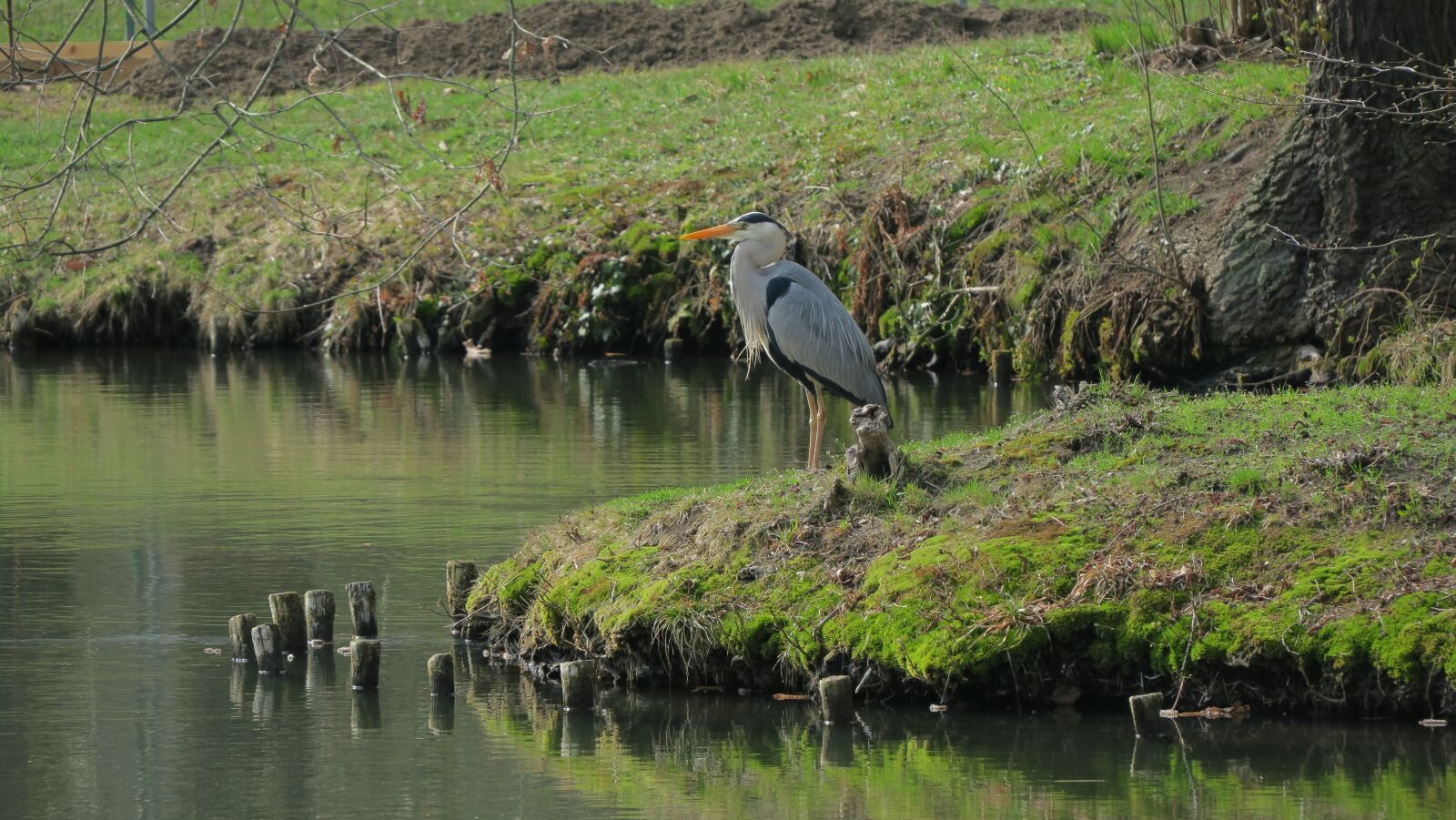 Canon PowerShot G3 X sample photo. Bird, heron, lake photography