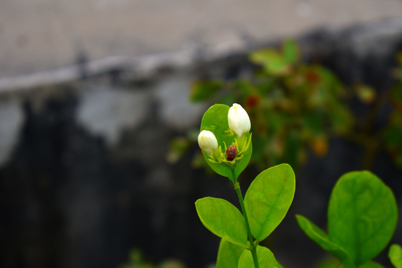 Nikon D5600 sample photo. Arabian jasmine buds, motia photography