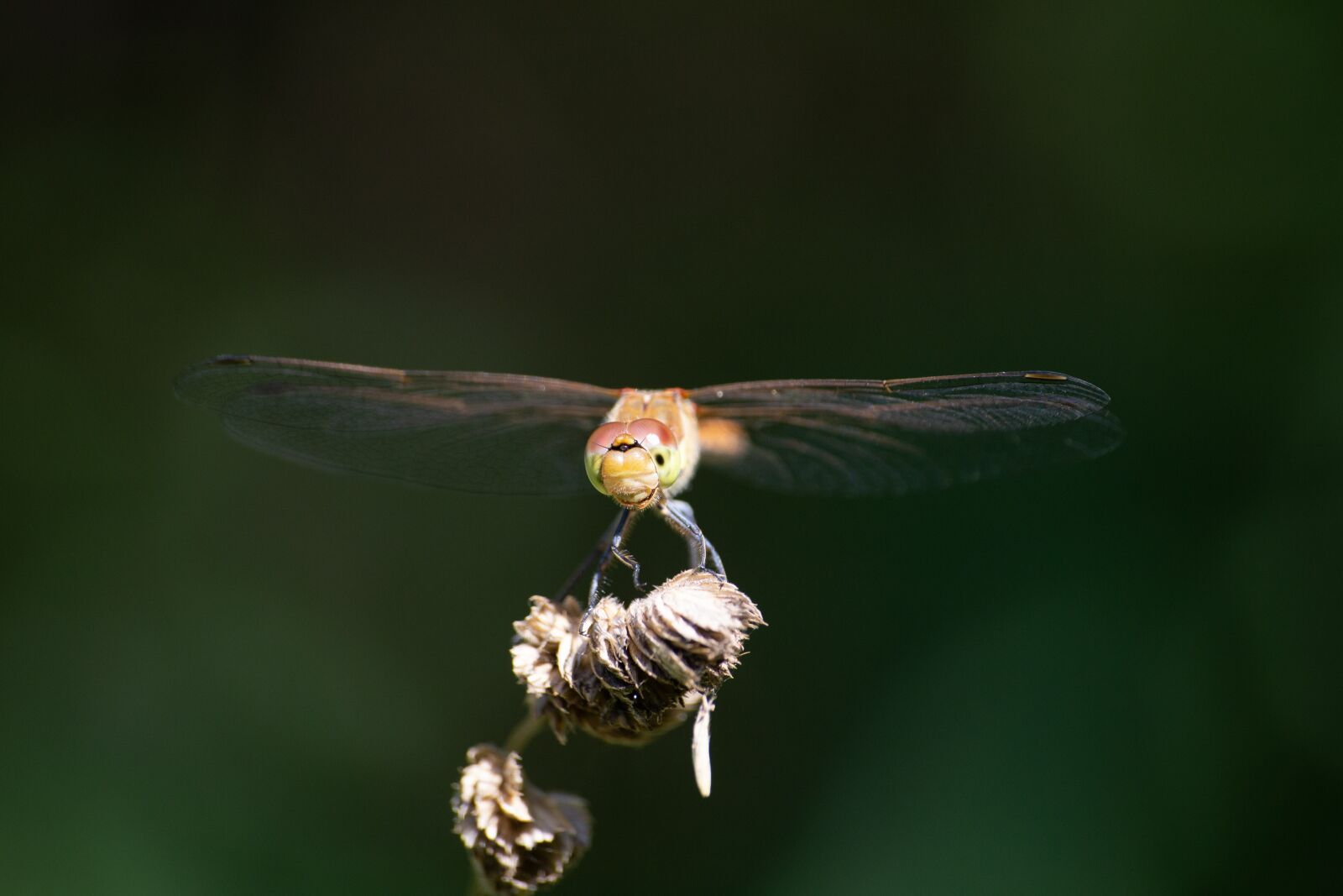 Canon EOS 6D sample photo. Dragonfly, insect, nature photography