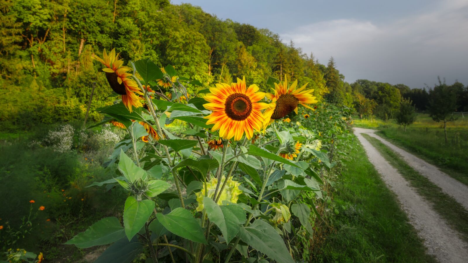 Panasonic Lumix DMC-GX8 sample photo. Sunflower, flower, summer photography