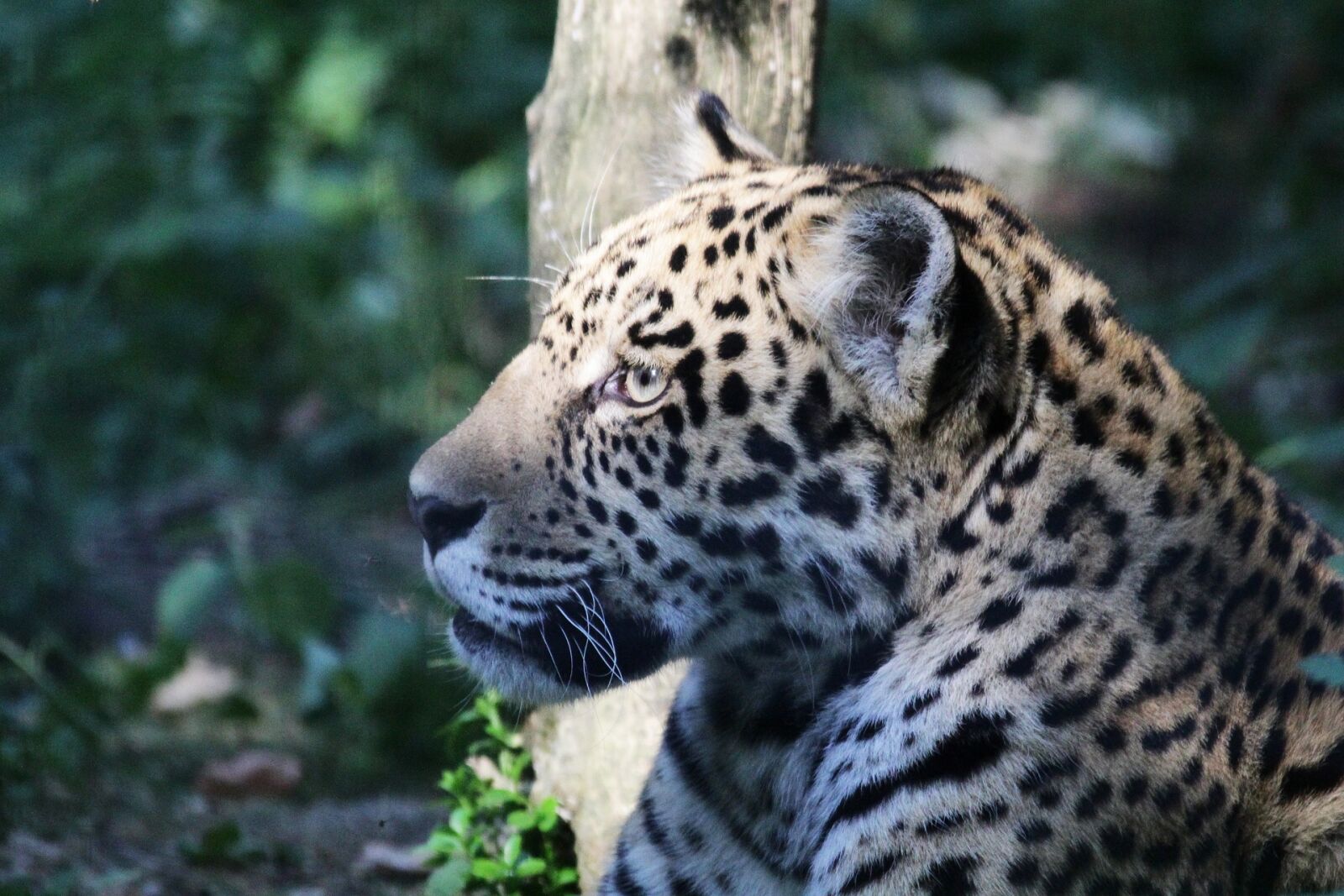 Canon EOS 600D (Rebel EOS T3i / EOS Kiss X5) sample photo. Leopard, animal, animal park photography