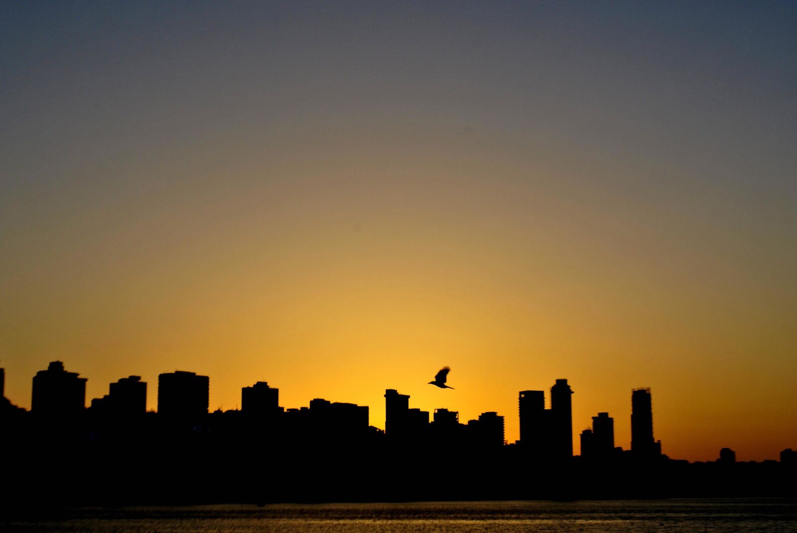 Nikon D3000 sample photo. Sunset, bird, flying, city photography