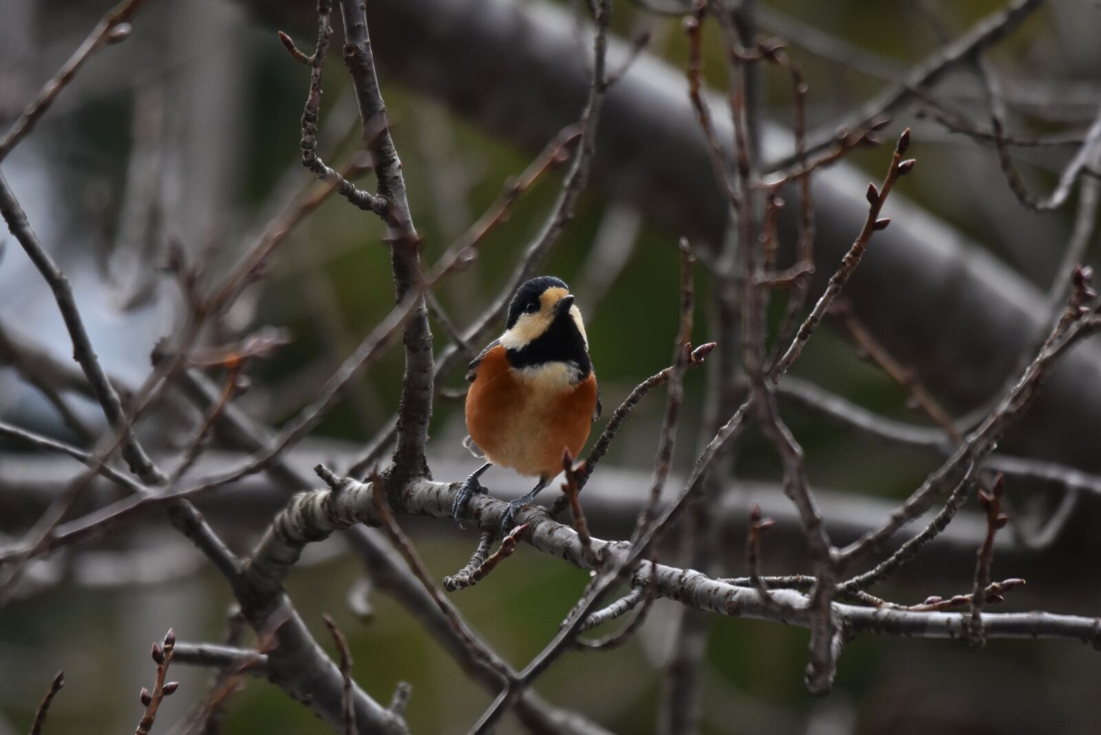 Nikon D7200 sample photo. Animal, forest, wood photography