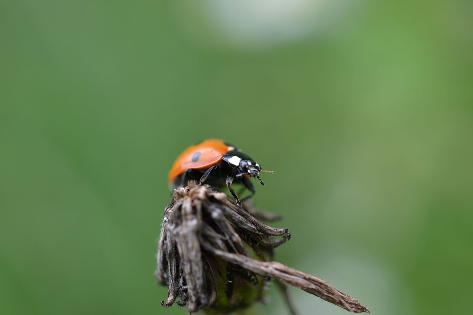 Nikon D3100 sample photo. Ladybug, insect, macro photography