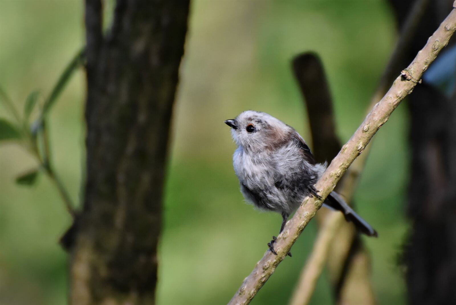 Nikon D7200 sample photo. Long tailed tit, tit photography