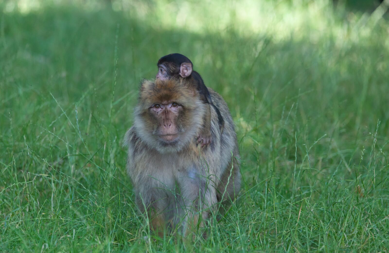 150-600mm F5-6.3 DG OS HSM | Contemporary 015 sample photo. Barbary macaque barbary macaque photography