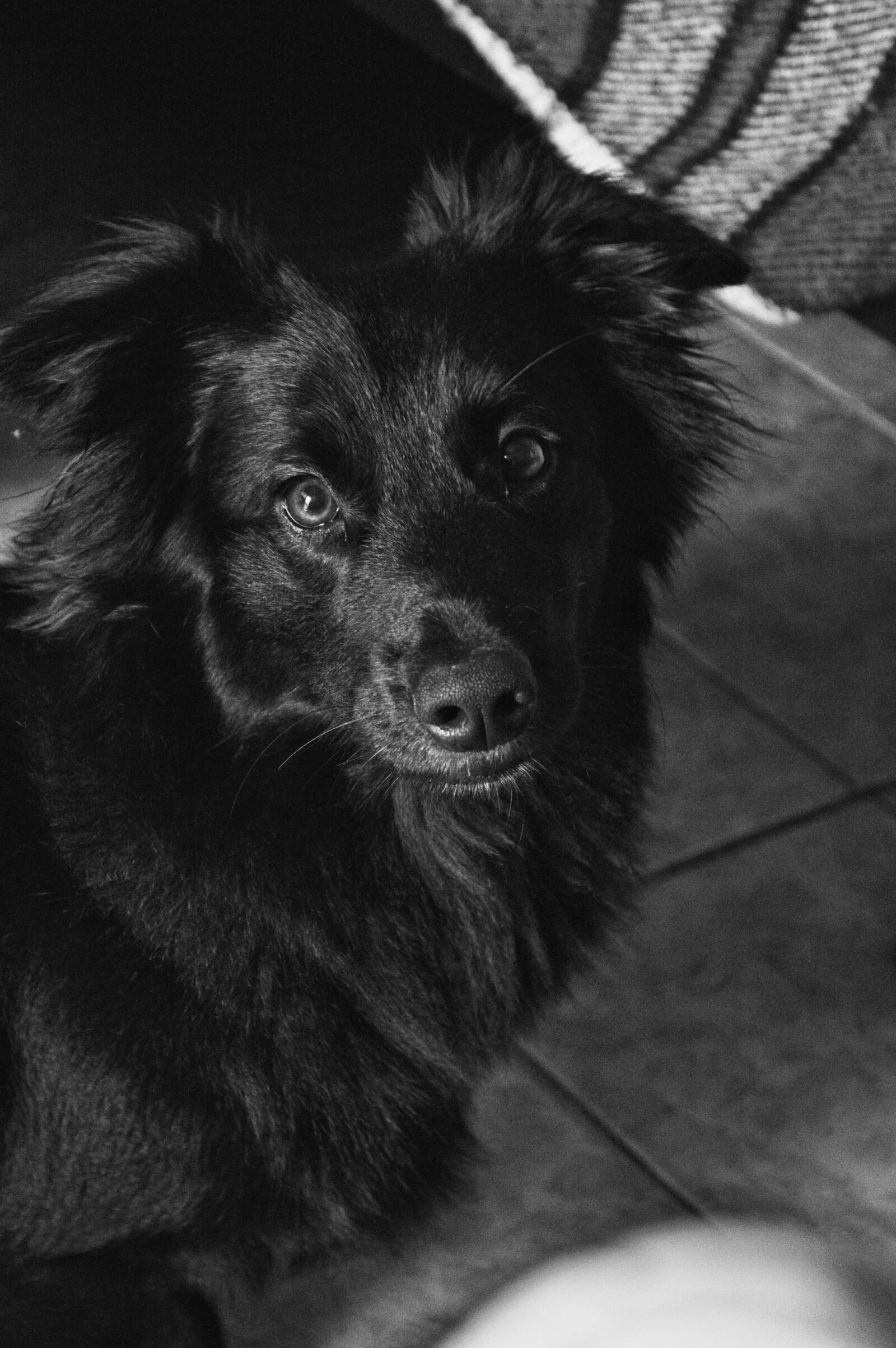 Nikon D3200 sample photo. Animal, dog, black and photography