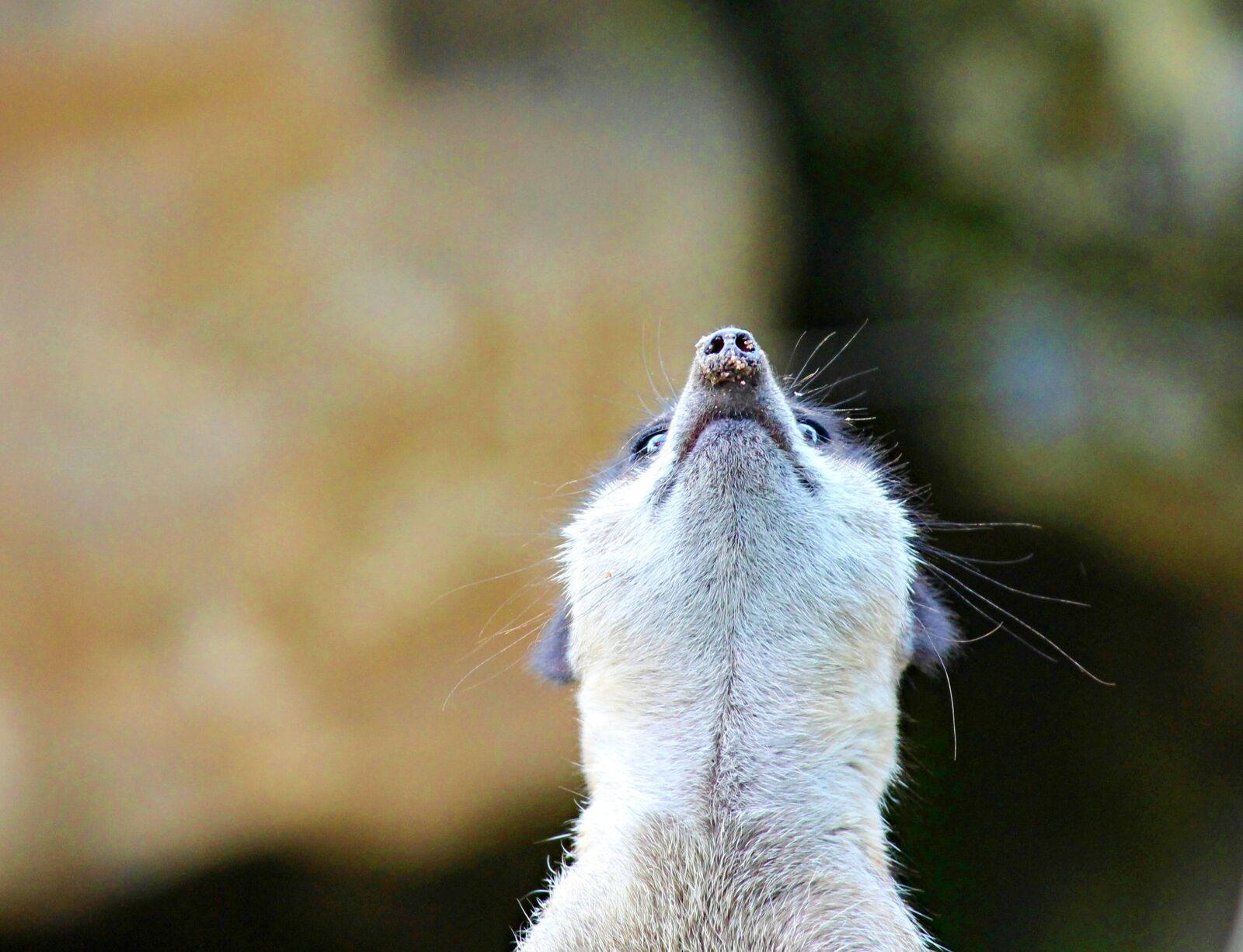 Canon EOS 1100D (EOS Rebel T3 / EOS Kiss X50) sample photo. Meerkat, mongoose, ausschau photography