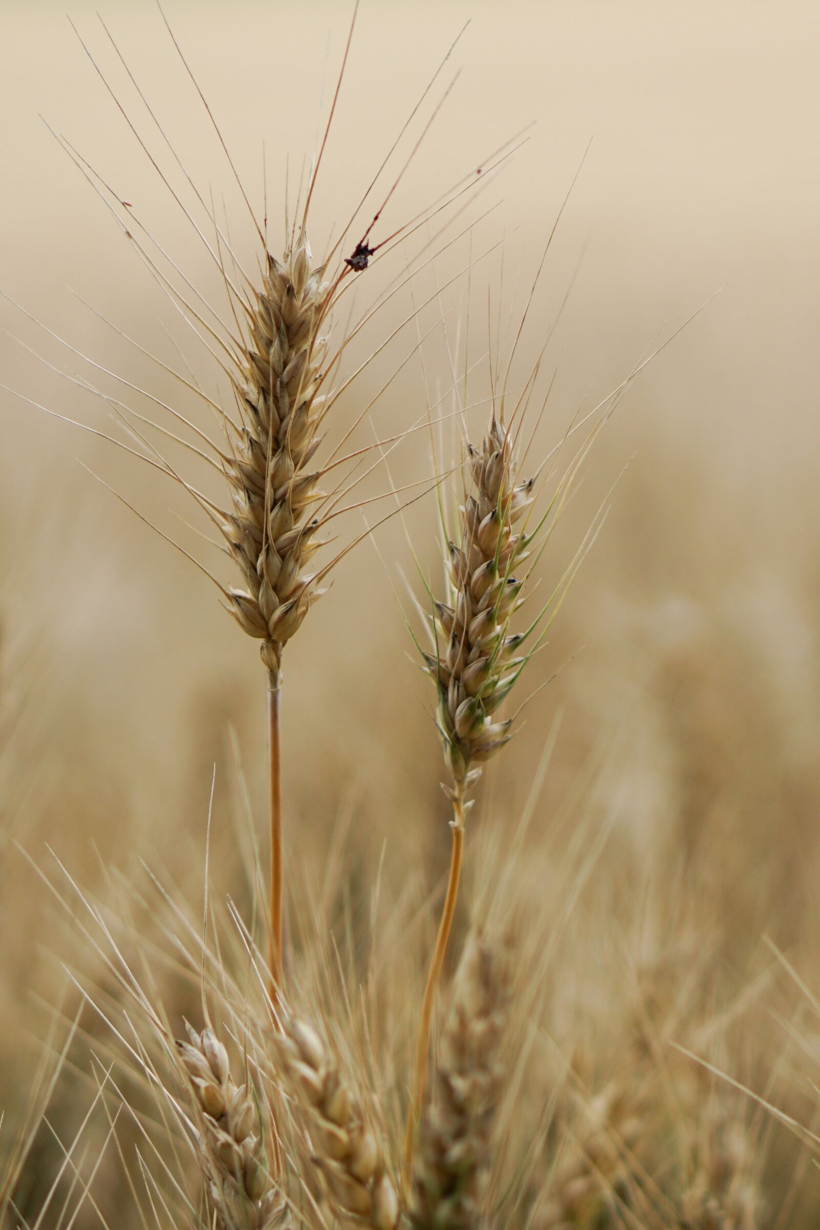 E 50mm F1.8 OSS sample photo. Wheat field, wheat, wheat photography