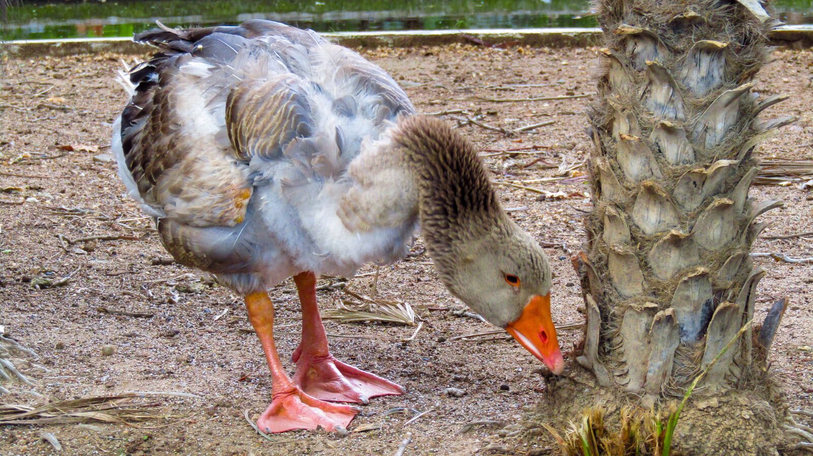 Canon PowerShot SX410 IS sample photo. Goose, ave, plumage photography