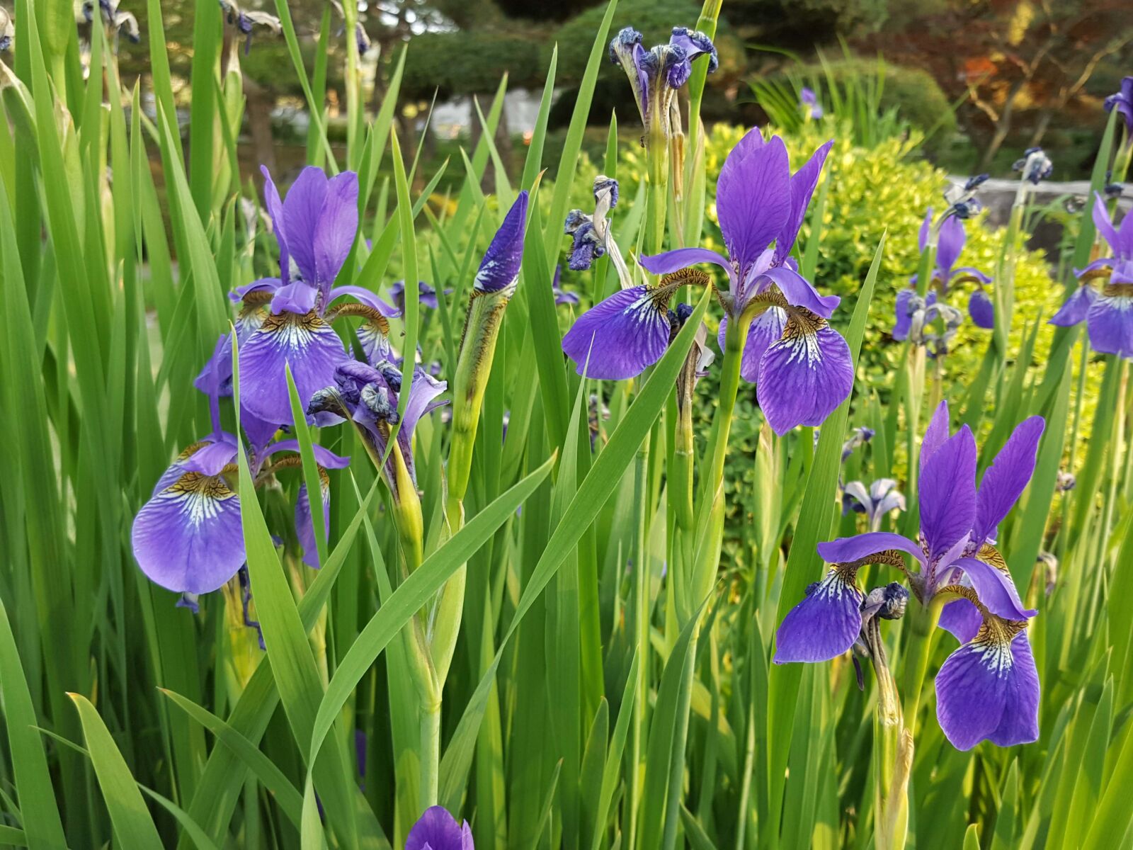 Samsung Galaxy Note5 sample photo. Iris, spring photography