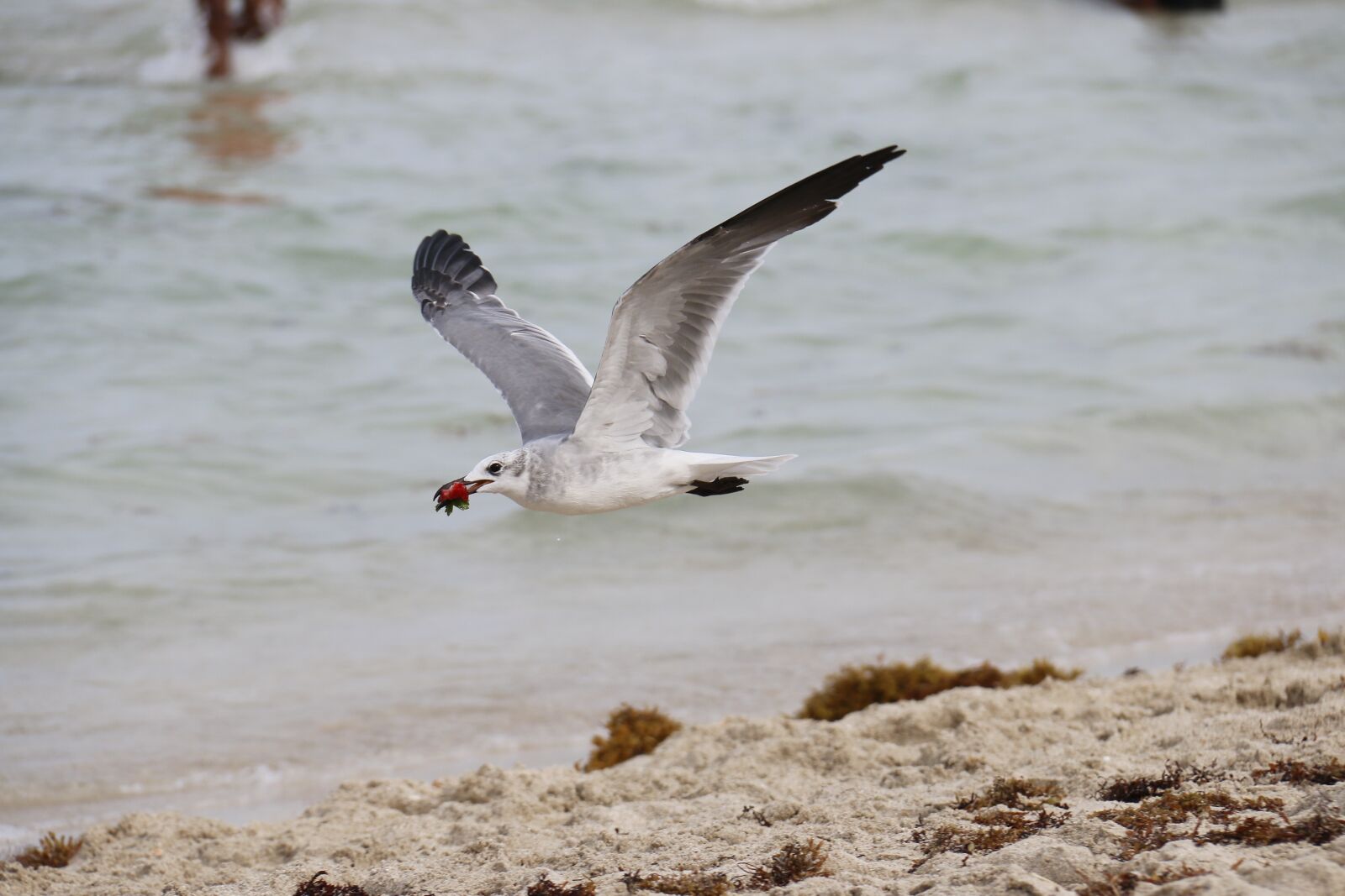 Canon EF-S 18-200mm F3.5-5.6 IS sample photo. Seagull, strawberry, mar photography